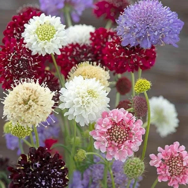 Scabiosa Flower seeds for Planting Cottage Garden Essential Heirloom & GMO Free Seeds for Home Garden
Sale seeds for home garden planting