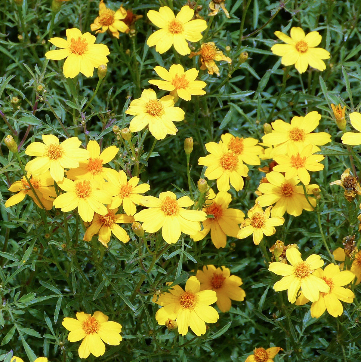 Yellow Lemmon Marigold Flower seeds for Planting Hardy Variety Heirloom & GMO Free Seeds for Home Garden
Sale seeds for home garden planting