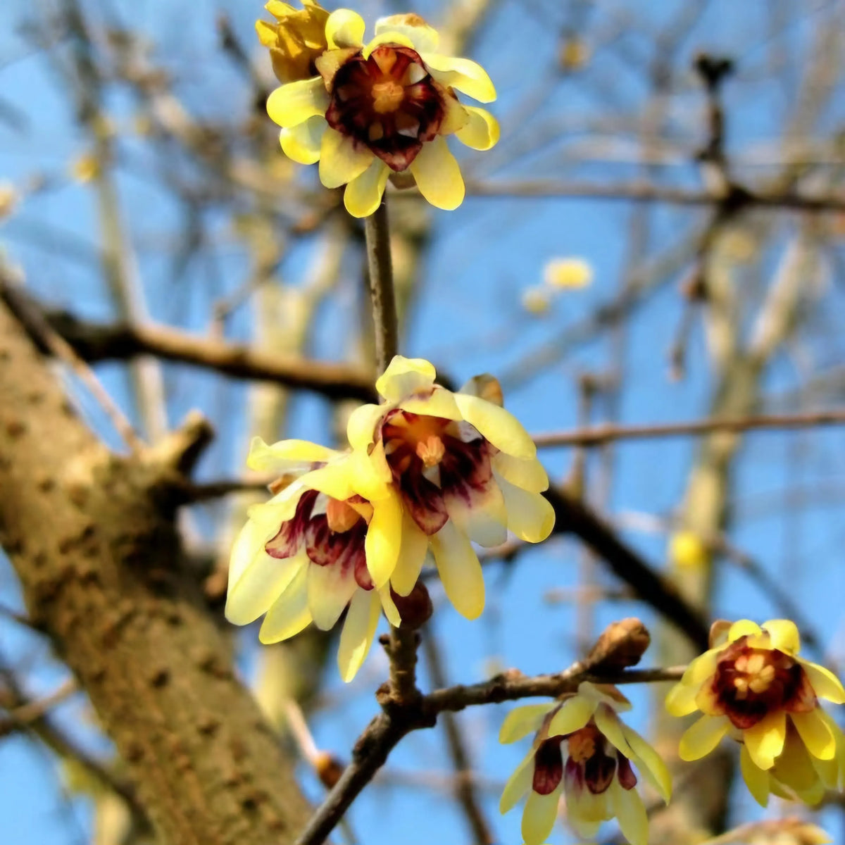 Chimonanthus Wintersweet Flower seeds for Planting Shade Tolerant Heirloom & GMO Free Seeds for Home Garden
Sale for planting in home garden