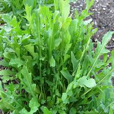 Rein organische Rucola-Samen