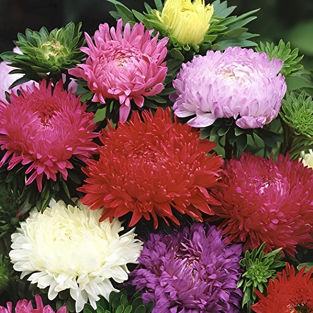 Duchess Paeony Aster Flower seeds for Planting, Hardy Variety Heirloom & GMO Free Seeds for Home Garden