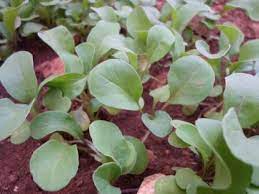 Semi di rucola – Perfetti per insalate, condimenti per pizza e panini