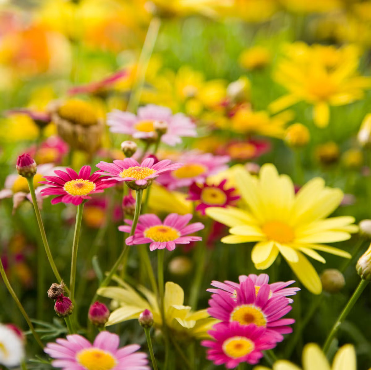Mixed Dassi Flower seeds for Planting - Perfect for Borders, Heirloom & GMO Free Seeds for Home Garden
Sale for planting in home garden