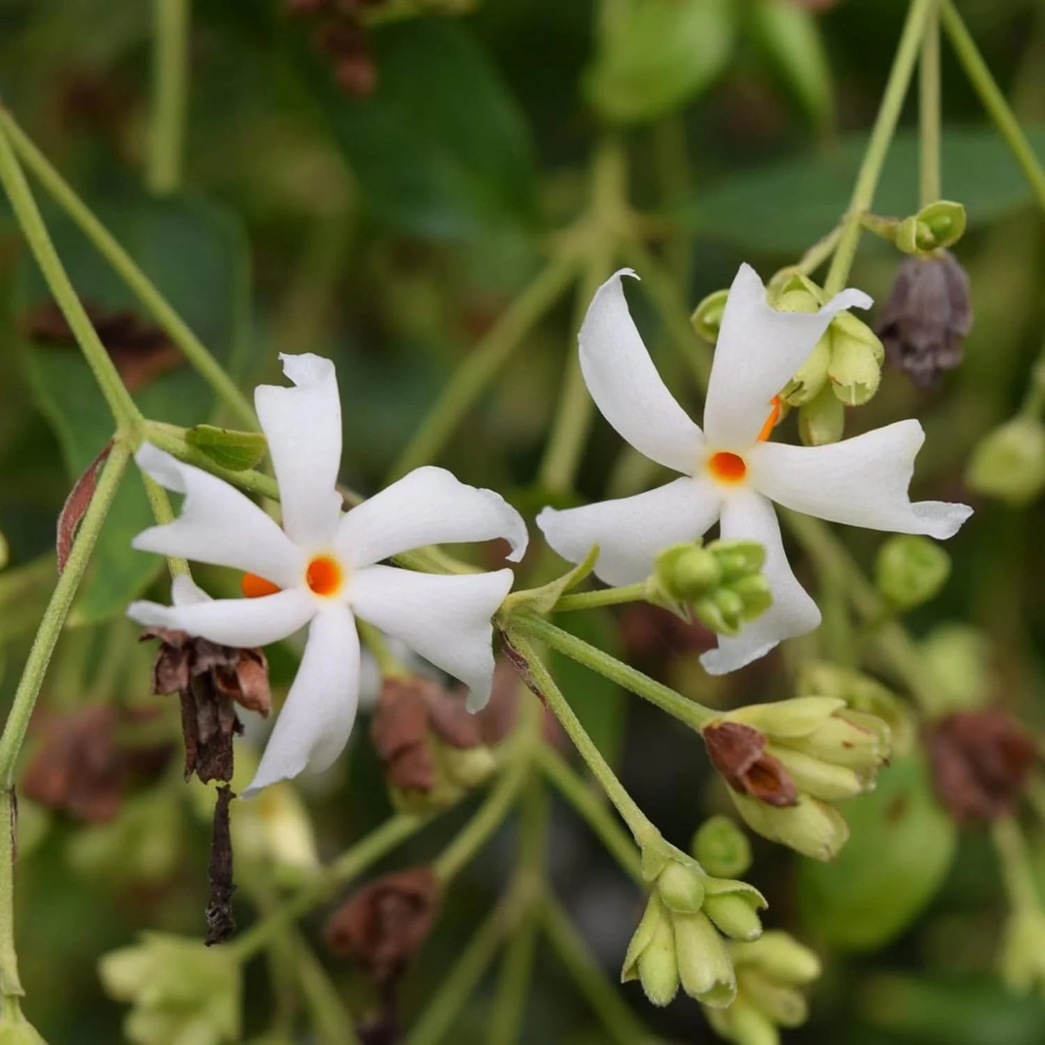 night blooming flower seeds Night Blooming Jasmine Flower Seeds for Planting – Heirloom, Non-GMO, – Pure Asia Seeds