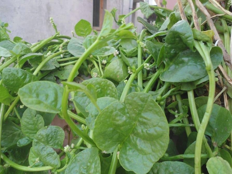 Malabar Spinach Green Stem Seeds