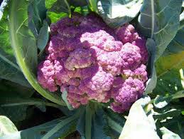 Semi di cavolfiore viola di Sicilia