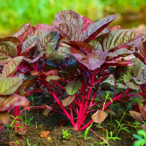 Red Spinach Seeds