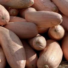 Semi di zucca invernale Banana Rosa