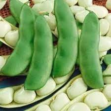 Henderson Lima Bean Seed