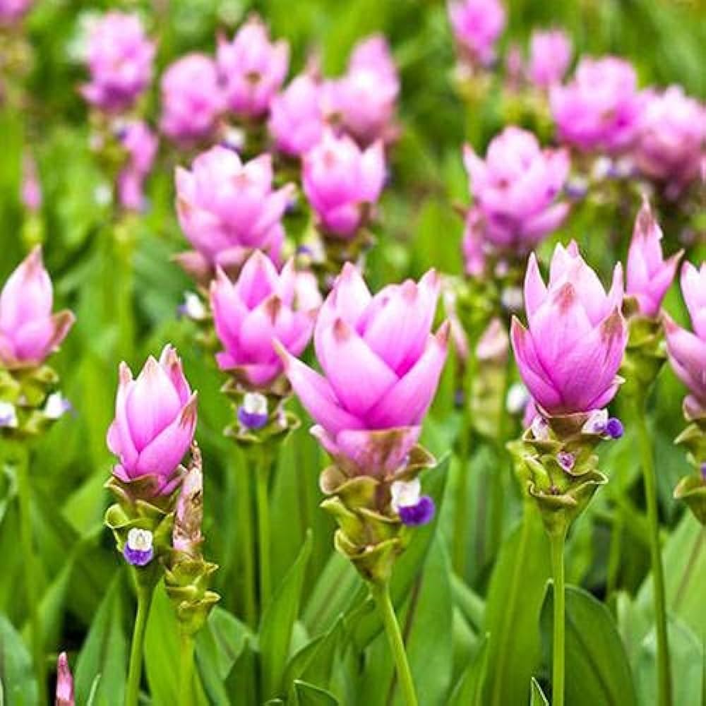 Curcuma-Mix-Blumensamen - Lebendige tropische Blüten für Ihren Garten