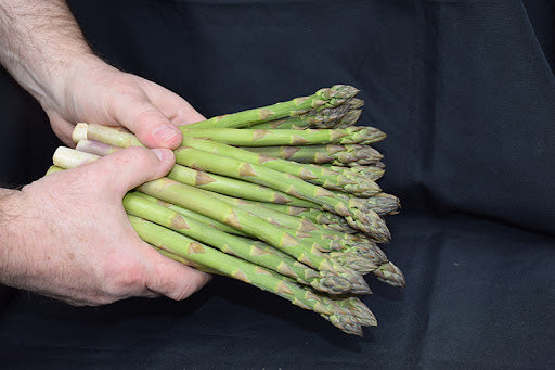 Graines d'asperge Jersey Knight