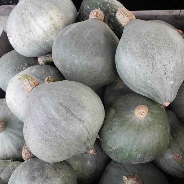 Graines de courge Hubbard bleue