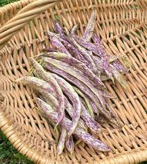 Dragon's Tongue Bush Bean Seeds