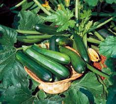 Graines de courgette Black Beauty pour jardin de survie