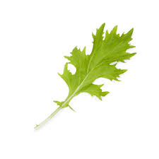 Wilde Rucola Samen