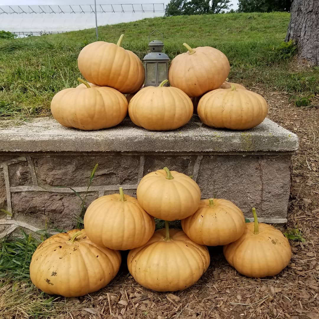 Long Island Cheese Squash Seeds