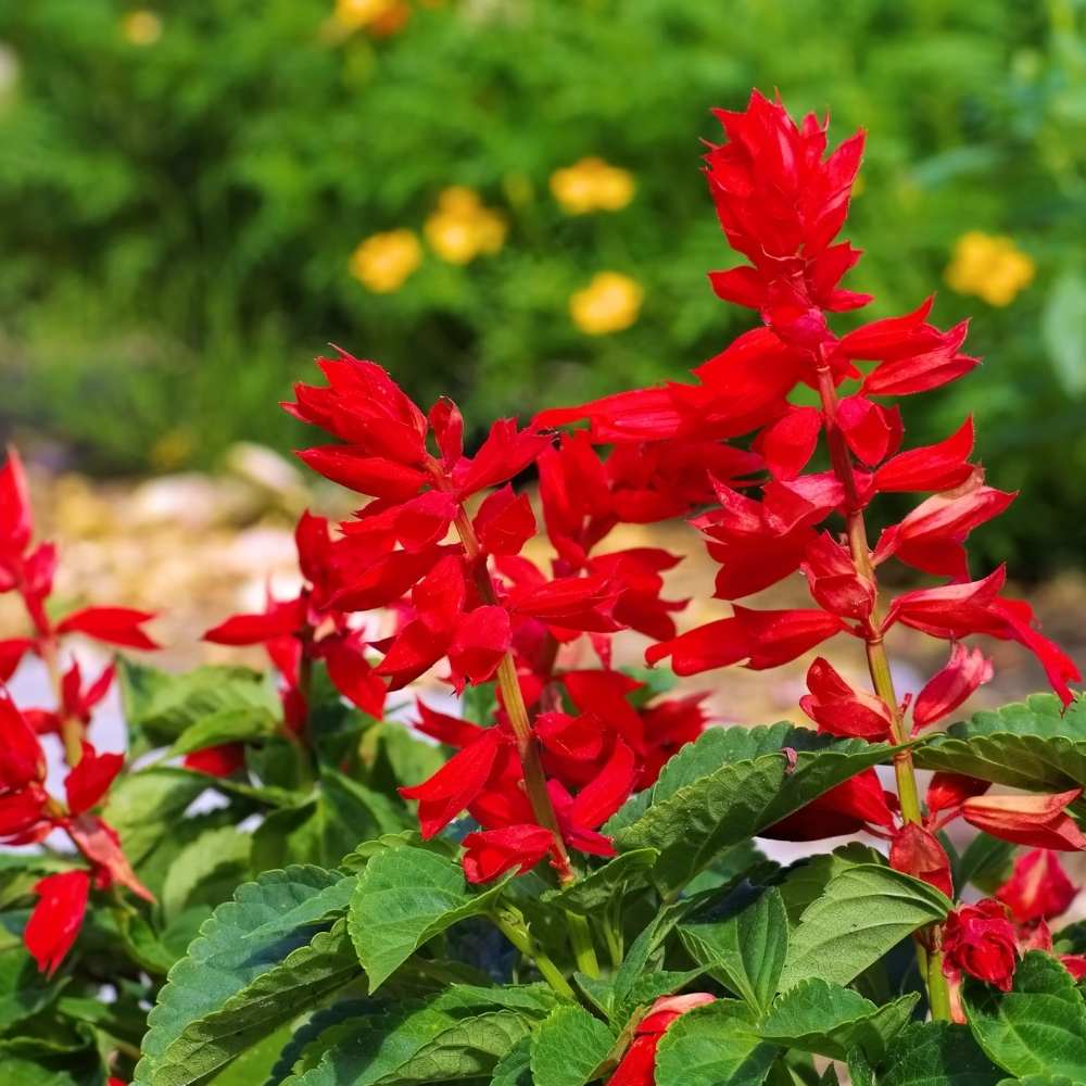 Scarlet Sage Flower seeds for Planting, Wildflower Mix Heirloom & GMO Free Seeds for Home Garden