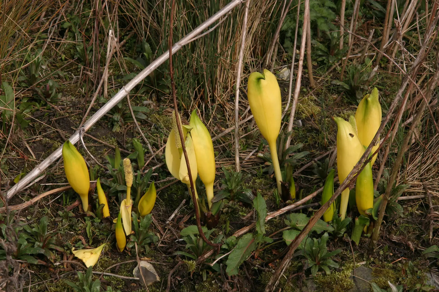 Lysichiton Americanus Kräutersamen