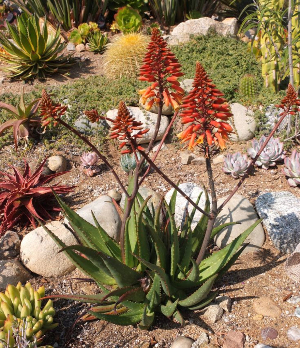 Semillas de flores de aloe vera