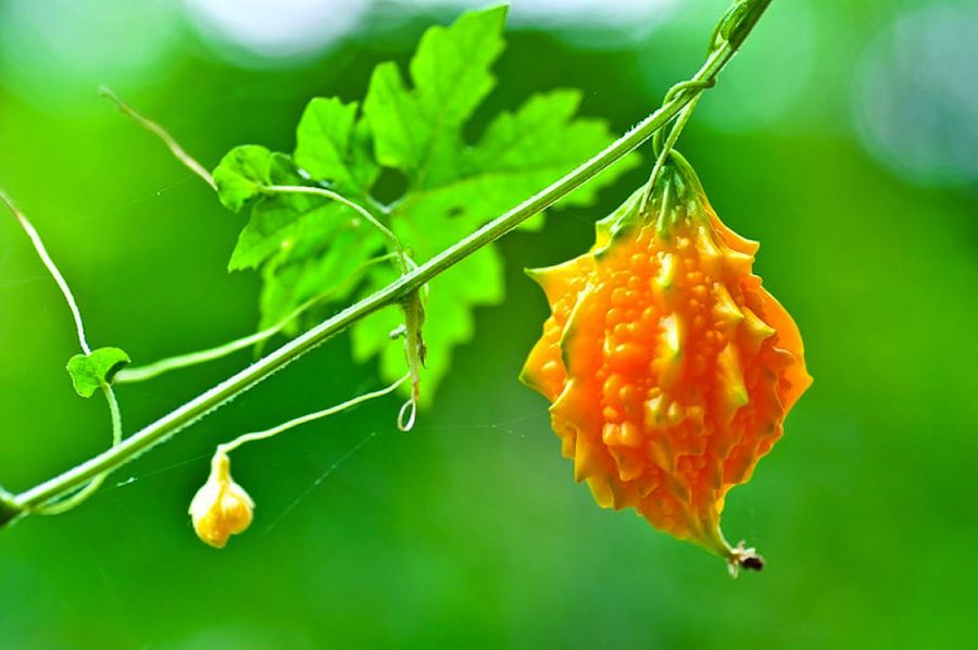 Jamaican Cerasee Vegetable Seeds