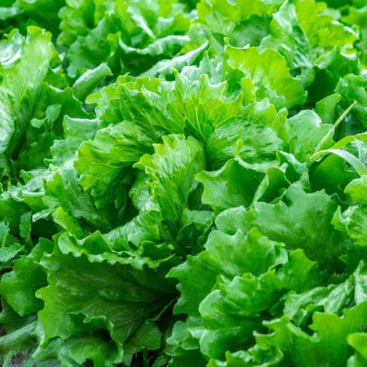 Lettuce (Lactuca sativa) Vegetable Seeds for Planting – Heirloom, Non-GMO, Leafy, Fast-Growing