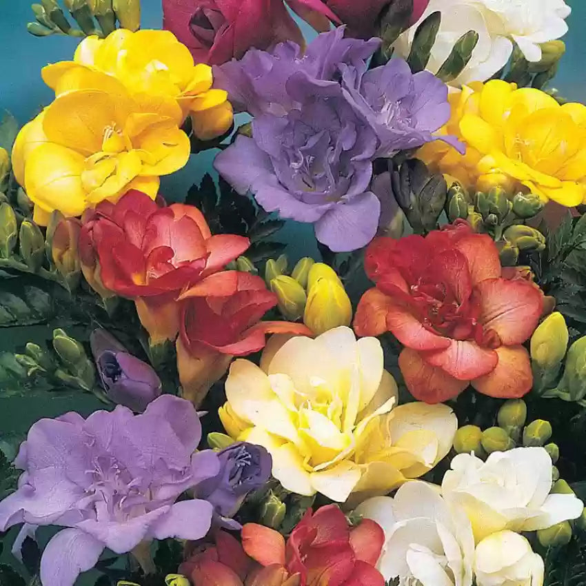 Multi Freesia Flower seeds for Planting - Sun Loving, Heirloom & GMO Free Seeds for Home Garden
Sale seeds for planting in home garden