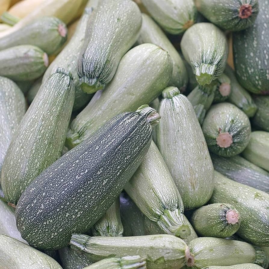 Graines de courgette - variété grise