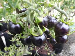 Graines de Tomate Cerise Noire - Pour Jardin Potager Maison