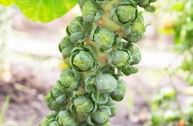 Semi di cavolini di Bruxelles - Giardino domestico