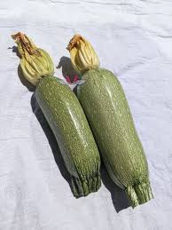 Graines de courgette - variété grise