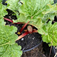 Rhubarb Leader Vegetable Seeds