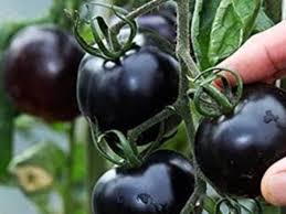 Graines de Tomate Cerise Noire - Pour Jardin Potager Maison