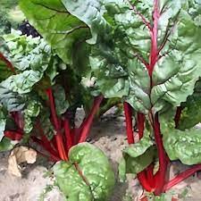 Graines d'épinard – Variété patrimoniale non-OGM