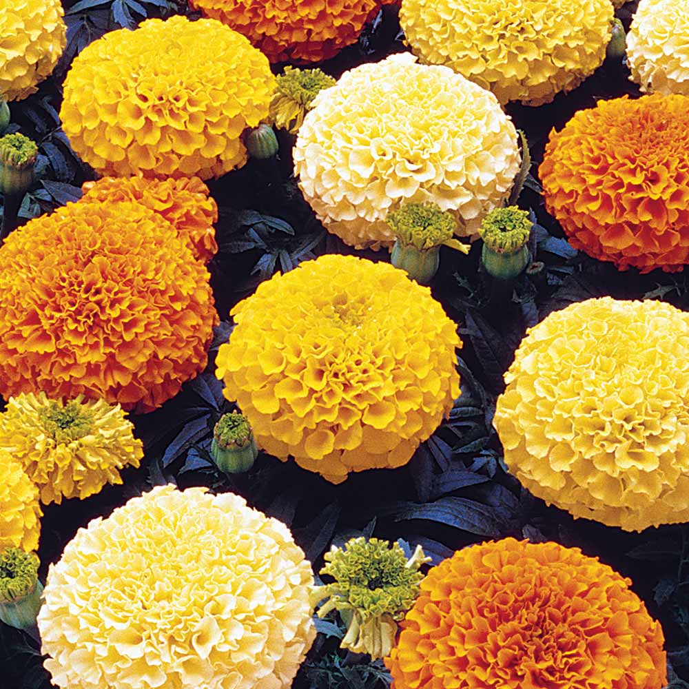 African Marigold Seeds Mix
