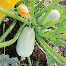 Graines de courgette - variété grise