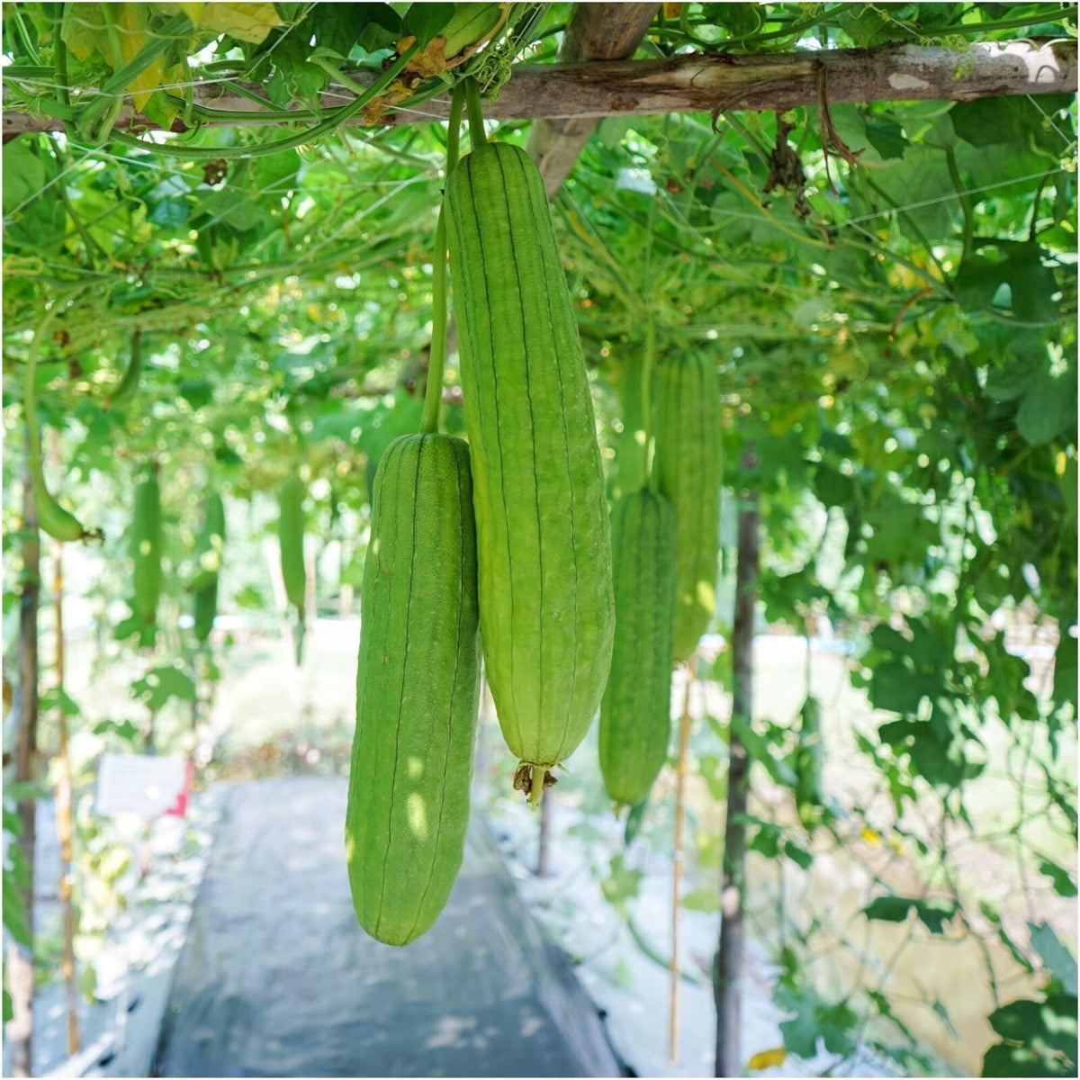 Graines de courge Luffa (Loofah) héritage non-OGM