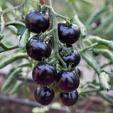 Graines de Tomate Cerise Noire - Pour Jardin Potager Maison