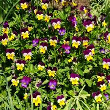 Heirloom Viola Seeds – Johnny Jump Up for Planting