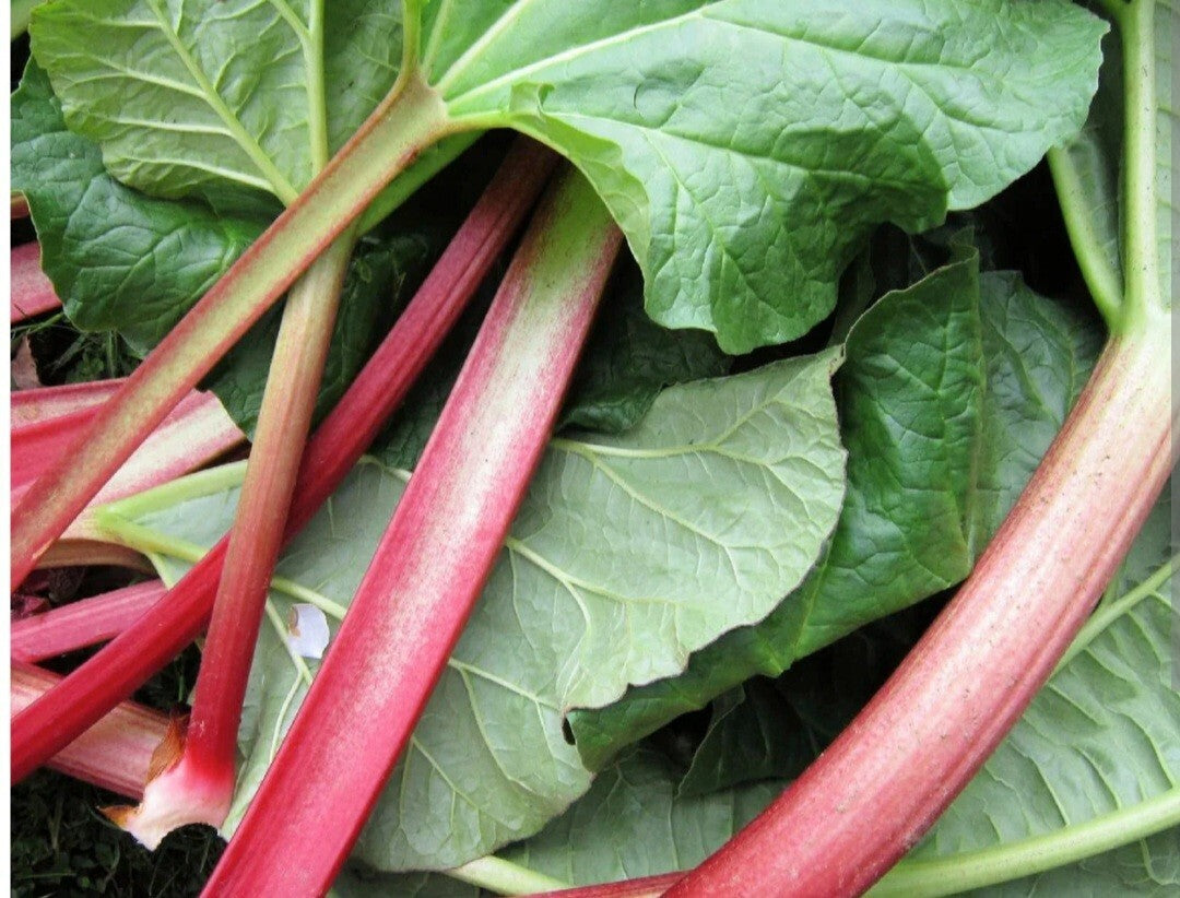 Rhubarb Leader Vegetable Seeds