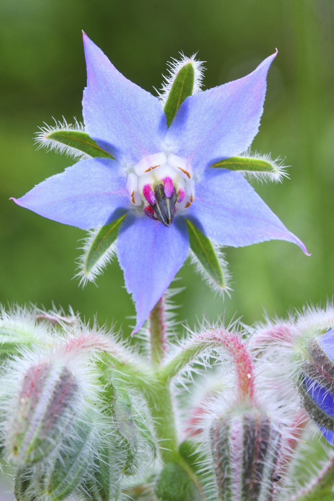 Light Blue Borage Seeds for Garden Planting