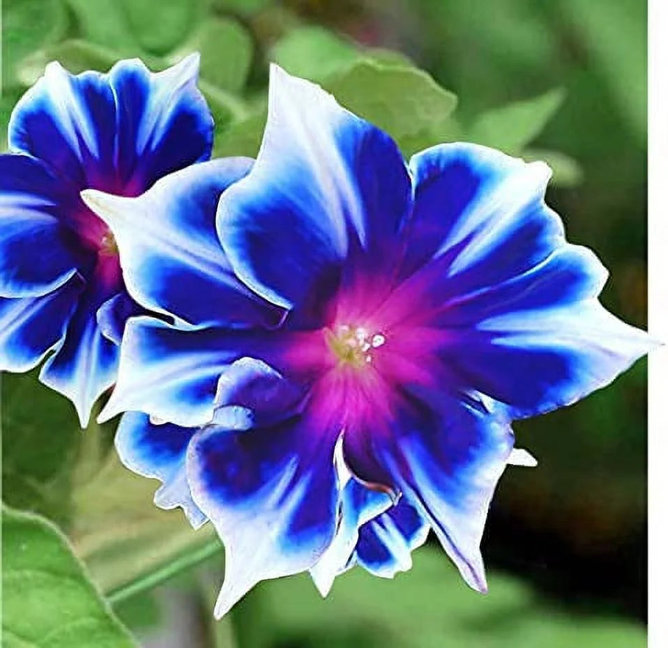 Blue & White Morning Glory Flower Seeds