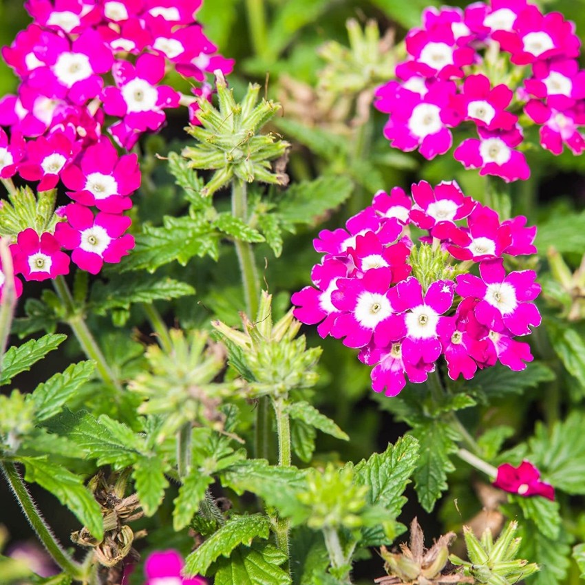 Burgundy Verbena Flower seeds for Planting - Pollinator Friendly, Heirloom & GMO Free Seeds for Home Garden
Sale seeds for planting in home garden