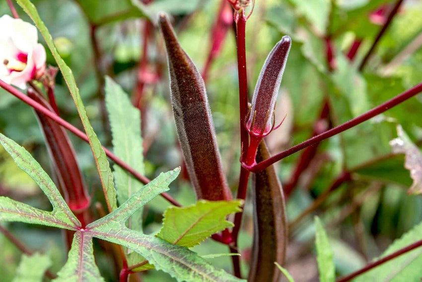 Burgunder Okra Gemüsesamen