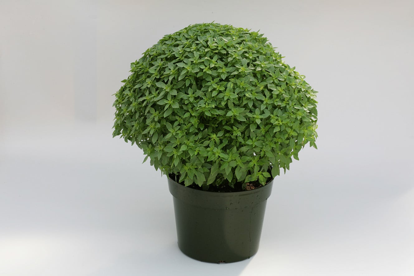 Basil 'Aristotle' Herb Seeds for Planting – Heirloom, Non-GMO, Easy to Grow