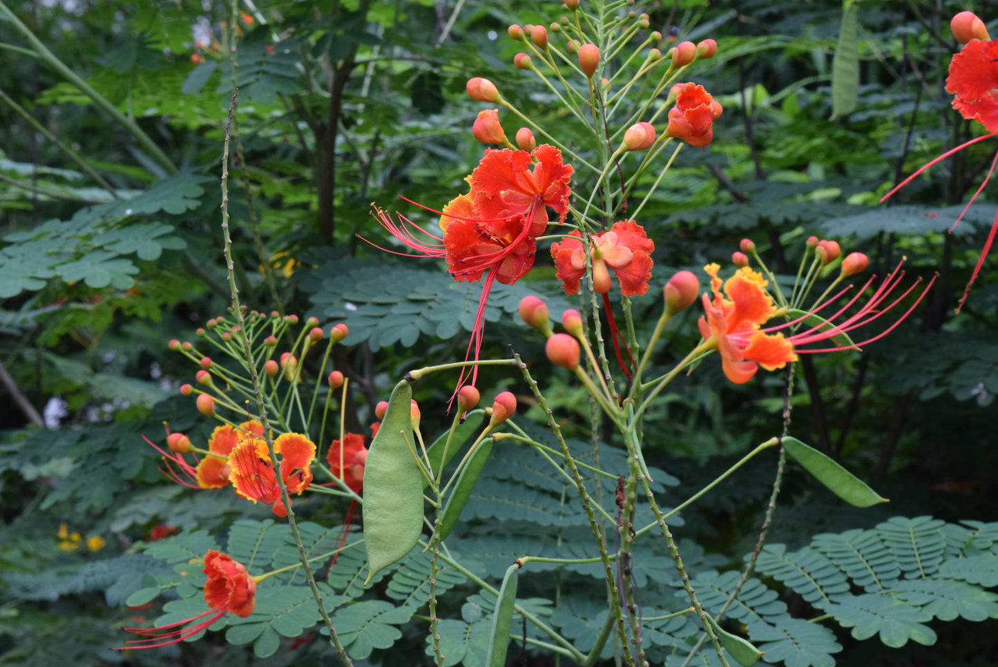 Semi di arbusto Caesalpinia Pulcherrima