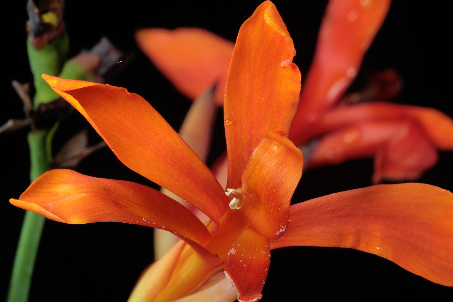 Canna Tuerckheimii Kräutersamen