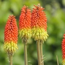 Fresh Caulescens Flower seeds for Planting - Wildflower Mix, Heirloom & GMO Free Seeds for Home Garden
Sale seeds for planting in home garden