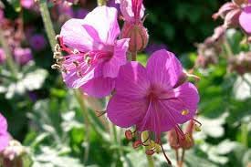 Bevans Flower seeds for Planting Garden Favorite Heirloom & GMO Free Seeds for Home Garden
Sale for planting in home garden