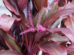 Cordyline Flower seeds for Planting - Easy to Grow, Heirloom & GMO Free Seeds for Home Garden
Sale seeds for planting in home garden