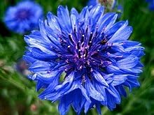 CornFlower seeds for Planting - Fragrant Blossoms, Heirloom & GMO Free Seeds for Home Garden
Sale for planting in home garden